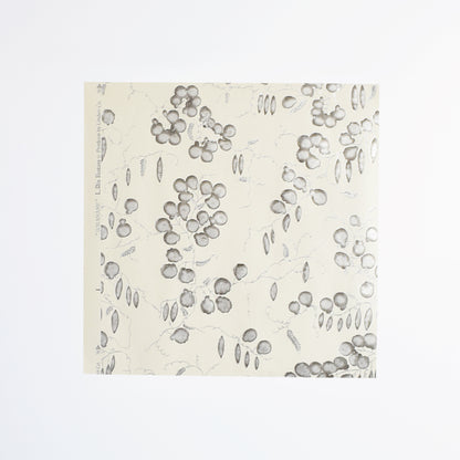 上野リチ｜越前和紙 箔印刷 壁紙 1m｜そらまめ｜和紙インテリア L.Rix Fantasy